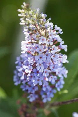 Produktbild von Buddleja davidii 'Sky Blue', Schmetterlingsflieder, hellblau, 40–60 cm
