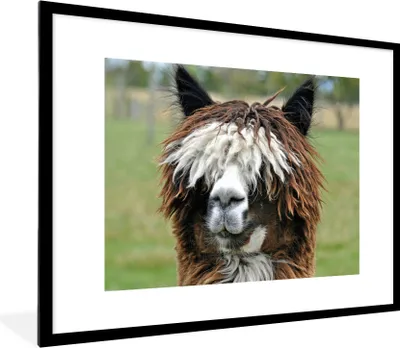 Produktbild von MuchoWow® MuchoWow® Gerahmtes Poster Alpaka - Fell - Braun 80x60 cm - Poster mit zchwarzem Bilderrahmen - Schlafzimmer-Dekorationen - Fotoposter
