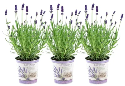 Zdjęcie produktu dla Plants by Frank | 3 rośliny lawendy zapachowej w doniczce dekoracyjnej „Old Look” | Lavandula Angustifolia Felice® | Lawenda prawdziwa | Rośliny ogrodowe