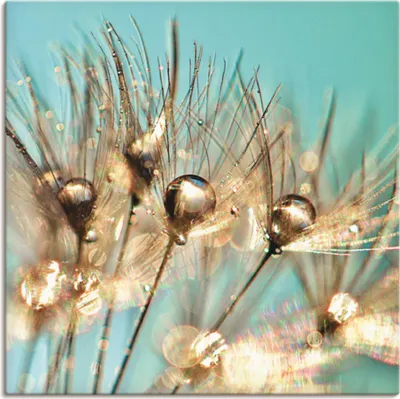 Produktbild von ARTland Leinwandbild Pusteblume Goldener Tau Größe: 70x70 cm