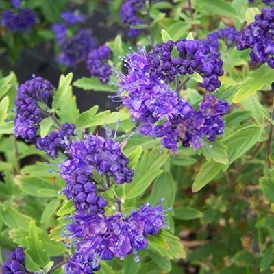 Produktbild von 2 x  Bartblume - Caryopteris clandonensis  | 40-50 cm in Container