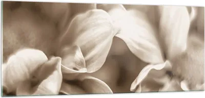 Produktbild von Bilder auf glas - Einteilig - Blumen Boho ohne - 100x40cm - Glasbilder - Wandbilder - Bilder - zum Aufhängen bereit - Wanddekoration aus Glas - Glas Bilder - Wandbild auf Glas - GAB100x40-4767