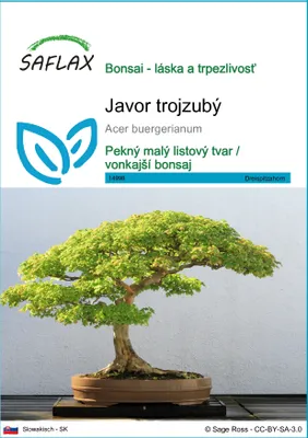 Obrázok produktu pre SAFLAX - Javor trojzubý - Acer buergerianum - 30 Semená