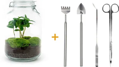 Image de Diy Terrarium - Pot - Coffea Arabica - ↕ 28 Cm