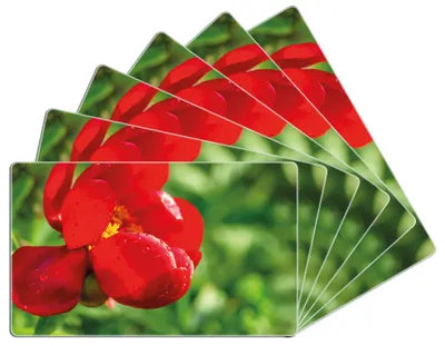 Produktbild von Wallario Frühstücksbrettchen 6er Set aus Glas, je 14 x 23 cm, mit rutschfesten Füßen, Motiv Wilde rote Pfingstrose in Nahaufnahme