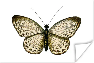 Produktbild von MuchoWow® Poster Retro - Schmetterling - Schwarz - Weiß 180x120 cm - Fotoplakat