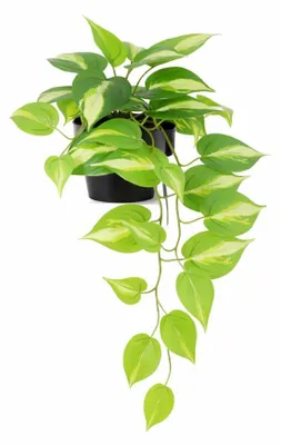Image de Epipremnum Variegata artificiel, 37cm. Plante artificielle aux feuilles