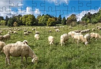 Obrázek produktu pro Puzzle pohlednice Švábská Alba, motiv: Stádo ovcí na louce