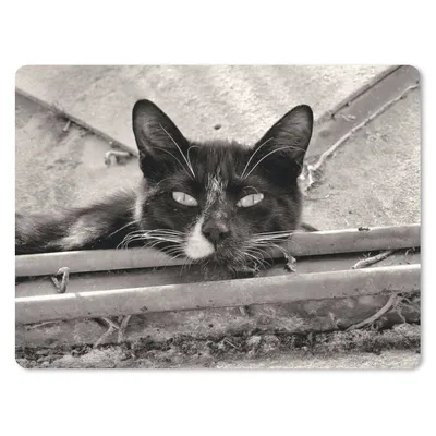 Produktbild von MuchoWow® Mauspad Mousepad Nahaufnahme einer Katze 40x30 cm - Mousepads - Maus Mat - Pad - Mausunterlage - Anti Rutsch