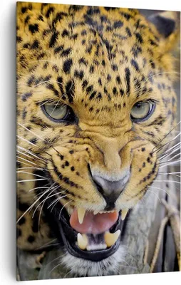 Produktbild von Bild auf Leinwand - Leinwandbild - Einteilig - Leopard tier savanne afrika - 80x120cm - Wand Bild - Wanddeko - Wandbilder - Leinwanddruck - Wanddekoration - Leinwand bilder - Wandbild - PA80x120-2728