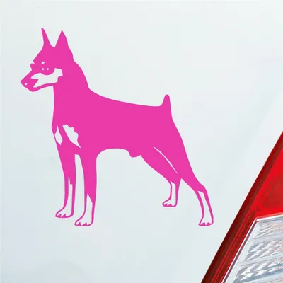Produktbild von Auto Aufkleber Zwergpinscher Hund Dog Animal 10x10 cm Pink Sticker Heckscheibenaufkleber