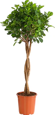 Produktbild von Dehner Lorbeer-Feige Moclame, mit Stämmchen, 120 - 140 cm, Ø Topf 24 cm, Zimmerpflanze