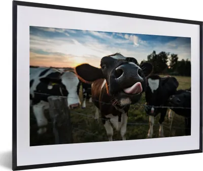 Produktbild von MuchoWow® Gerahmtes Poster Kuh - Tiere - Natur - Ausgezeichnete Zunge 60x40 cm - Poster mit Schwarzem Bilderrahmen Wandposter Rahmen Foto Bilder - Schlafzimmer - Plakat in Rahmen - Drucken