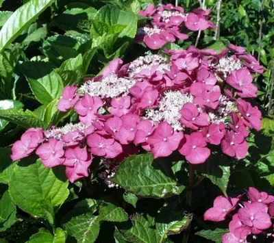Produktbild von Bauernhortensie Rotkehlchen - Hydrangea macrophylla - Tellerhortensie 30-40