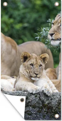 Produktbild von MuchoWow® 80x160 cm Outdoor-Poster Gartendeko Sichtschutz Garten Poster für den Garten  Löwen - Tiere - Jungtiere
