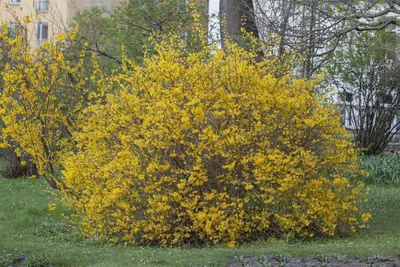 Produktbild von Forsythia intermedia 'Spectabilis', Forsythie, gelb, 60–80 cm