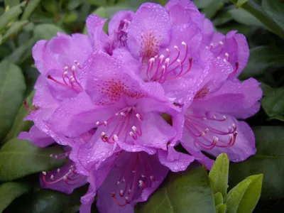 Produktbild von Rhododendron Hybride Catawbiense Grandiflorum - Großblumige Alpenrose - 30-40 cm
