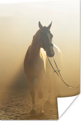 Produktbild von MuchoWow® Poster Pferd - Licht - Sand 20x30 cm - Papierdruck