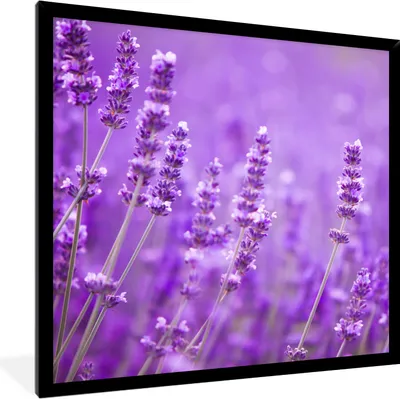 Produktbild von MuchoWow® Gerahmtes Poster Lavendel - Nahaufnahme - Blumen - Lila 40x40 cm - Poster mit Schwarzem Bilderrahmen Wandposter Rahmen Foto Bilder - Mit Rahmen - Wanddekoration Schlafzimmer