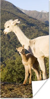 Produktbild von MuchoWow® Poster Alpakas - Berge - Natur 20x40 cm - Plakat - Foto