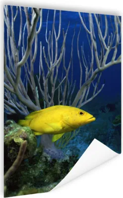 Produktbild von MuchoWow® Poster Fisch - Gelb - Koralle 120x180 cm - Kunstposter