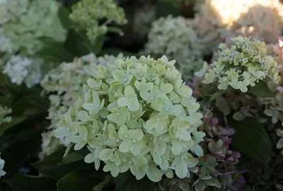Obrázek produktu pro Hydrangea pan. 'Little Lime' ® ('jane') - Hortenzie 40- 50 cm Kontejner