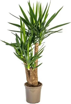 Produktbild von Riesen-Palmlilie Yucca Elephantipes Zimmerpflanze Ø24cm 90-100cm Pflegeleicht