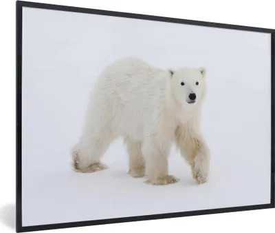 Produktbild von MuchoWow® MuchoWow® Gerahmtes Poster Eisbär - Schnee - Weiß 30x20 cm - Poster mit zchwarzem Bilderrahmen - Kunstdruck - Bild-Poster