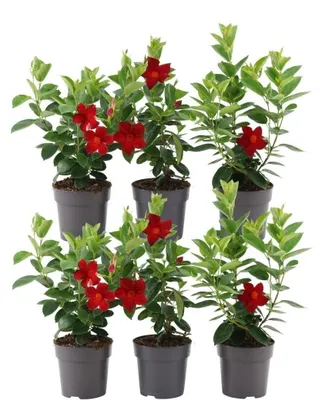 Produktbild von Dipladenia, rot - 6 Pflanzen