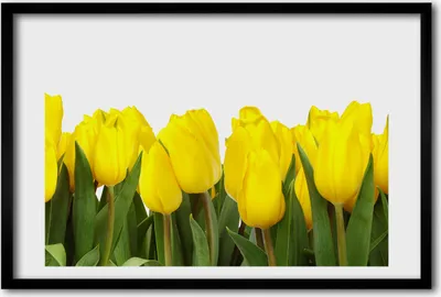 Produktbild von Bild 60x40 MDF-Rahmen, Wandkunst gelbe Tulpen
