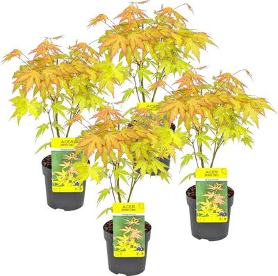 Produktbild von Bloomique - 4er Set - Acer Palmatum Orange Dream - Japanischer Ahorn - Winterharte Pflanzen - Gartenpflanzen Winterhart - Höhe 20-30 cm - Topf 10,5 cm