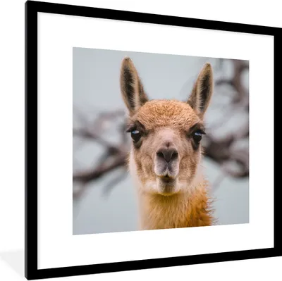 Produktbild von MuchoWow® Gerahmtes Poster Lama - Selfie - Boom 40x40 cm - Poster mit Schwarzem Bilderrahmen Wandposter Rahmen Foto Bilder - Poster - Plakat im Rahmen