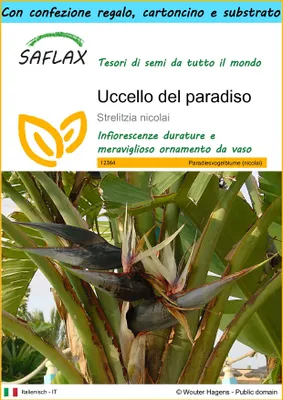 Immagine prodotto di SAFLAX Set regalo - Uccello del paradiso - 5 semi - Strelitzia