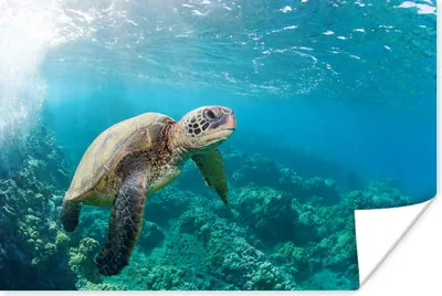 Produktbild von MuchoWow® Poster Eine Schildkröte über dem Korallenriff in Hawaii 180x120 cm - Fotoplakat