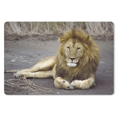 Produktbild von MuchoWow® Schreibtischunterlage Löwe - Afrika - Tier 60x40 cm - XXL Mauspad - Großes Mauspad