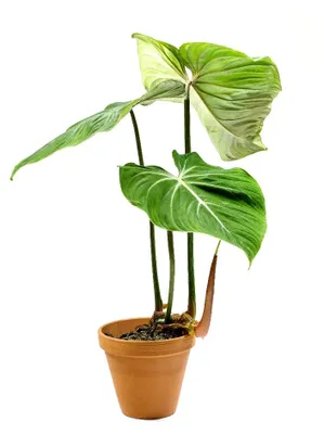 Obrázok produktu pre Gardners Philodendron Gloriosum, priemer 12-14 cm