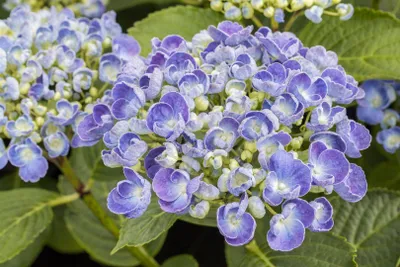 Produktbild von Hydrangea macrophylla 'Ayesha', Hortensie, rosa, 30–40 cm