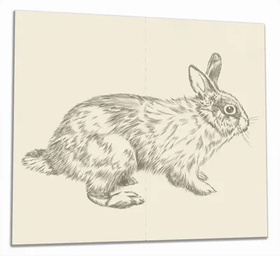 Produktbild von Wallario Herdabdeckplatte aus Glas, Größe 60 x 52 cm 2-teilig, Motiv Hase als illustrierte Bleistiftzeichnung