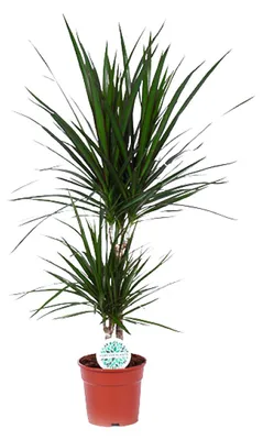 Immagine prodotto di Dracaena marginata - 65-75cm - Ø17cm - Pianta d'appartamento - Sempreverde