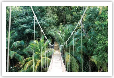 Produktbild von Poster - Poster ohne Rahmen - Tropen Dschungel Brücke - 91,5x61 cm - Wand Bild - Wanddeko - Wandbilder - Kunstposter - Wandposter - Bilder - Kunstdruck - Wanddekoration - Wandbild - P2XAA91x61-4963