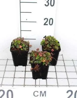 Immagine prodotto di 6 x Geranium dalmaticum - Cranesbill - vaso 9 x 9 cm