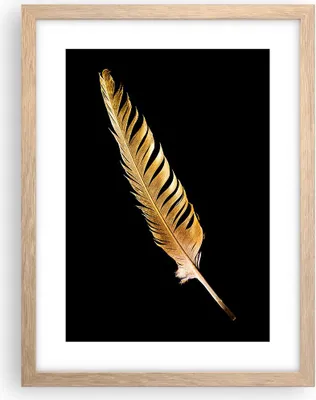 Produktbild von Gerahmtes Poster - Rahmen in heller Eiche - Golden Feder Schwarz - 30x40 cm - Wand Bild - Wanddeko - Wandbilder - Kunstposter - Wandposter - Bilderrahmen - Bilder - Kunstdruck - P2NPA30x40-4887
