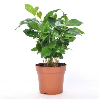 Produktbild von Coffea arabica 25 cm Kaffee Pflanze Kaffeestrauch Zimmerpflanze