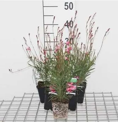 Zdjęcie produktu dla 6 x Gaura lindh. 'Siskiyou Pink' (oenothera lindh.) - Gaura - doniczka 9 x 9 cm