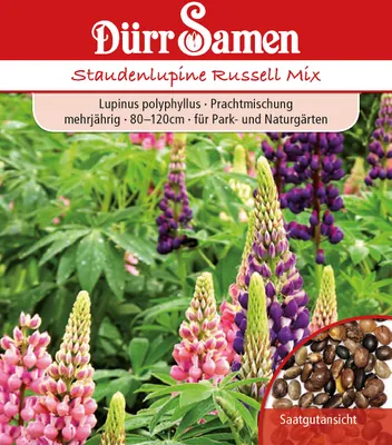 Artikelbild 1 von 'Staudenlupine Russell Mix' aus der Kategorie Lupinensamen