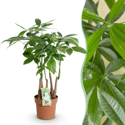 Image de Green boutiQ - Plantes d'intérieur - Pachira Aquatica multi tige - Arbre à argent - Peu d'entretien - Vert - 1 Plante - Pot 17cm - Hauteur 50-55cm