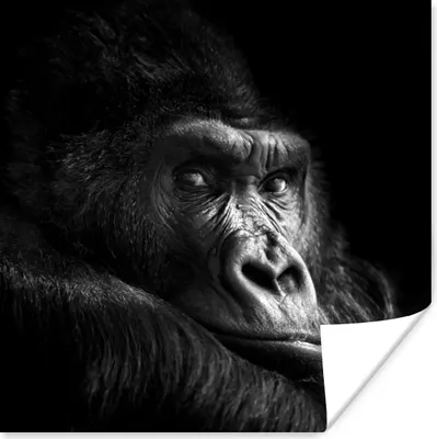 Produktbild von MuchoWow® Poster Gorilla - Affe - Schwarz - Weiß - Porträt 50x50 cm - Wohnzimmerdekoration