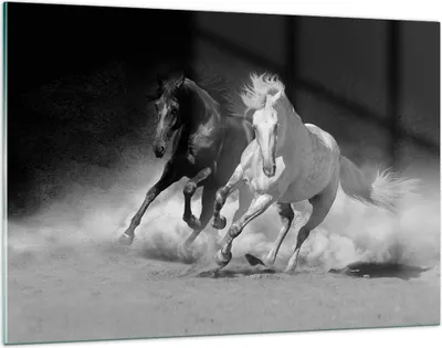 Produktbild von Bilder auf glas - Einteilig - Andalusier Pferde Galopp - 120x80cm - Glasbilder - Wandbilder - Bilder - zum Aufhängen bereit - Wanddekoration aus Glas - Glas Bilder - Wandbild auf Glas - GAA120x80-4240