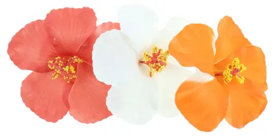Produktbild von 3er-Pack Haarspangen in Eierform mit Blumenmotiv – weiß + orange + rot