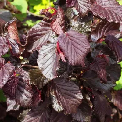 Produktbild von Haselnuß-Strauch  - Corylus avellana 'Red Majestic'  | 30-40 cm in Container